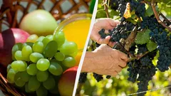 Green vs. red: scientists have answered which grapes are the healthiest