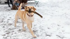 Winter tests their endurance: dog breeds that can't stand the cold