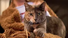 Why a cat "massages" you with its paws: breeders have revealed the true causes