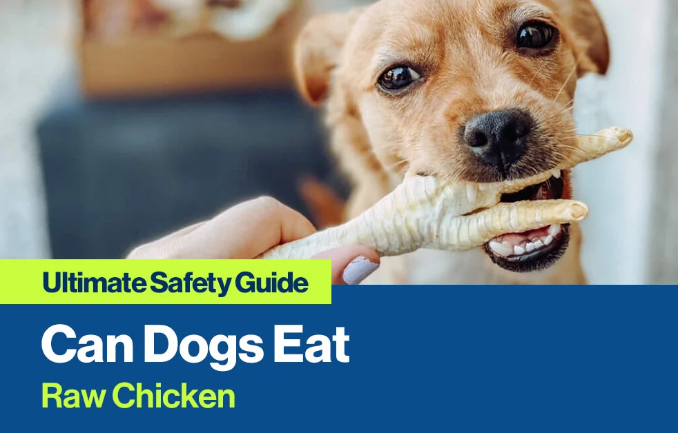 Can Dogs Eat Raw Chicken