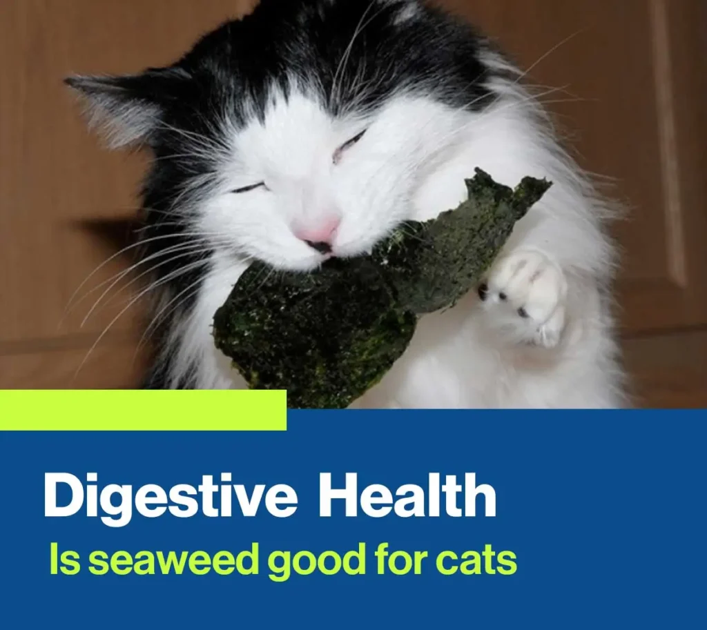 Is Seaweed Good for Cats