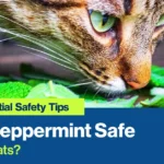 Is Peppermint Safe for Cats