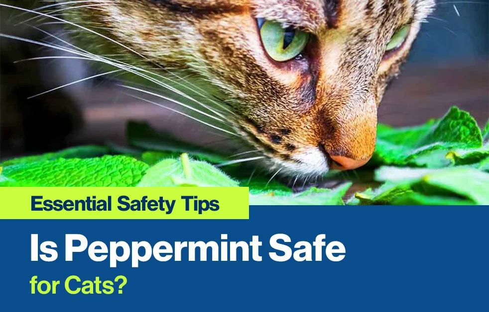 Is Peppermint Safe for Cats