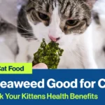 Is Seaweed Good for Cats