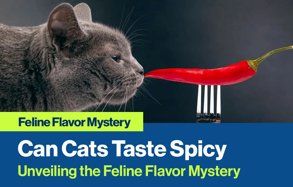 Unveiling the Feline Flavor Mystery