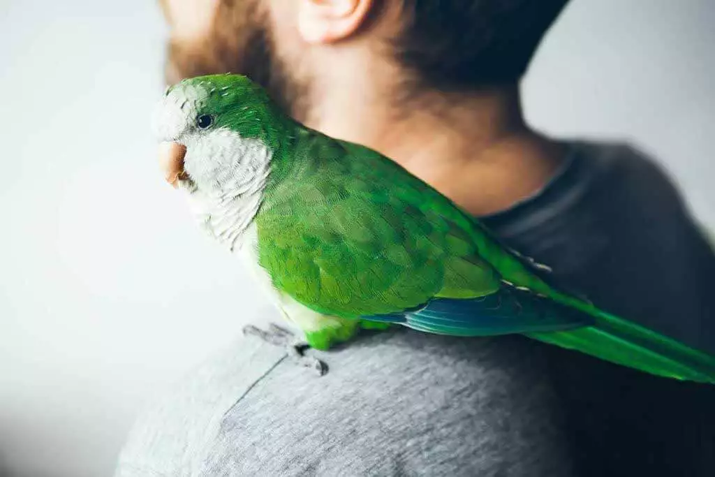 advantages and disadvantages of bird ownership